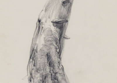 SUCHAR ołówek, papier, 20x16 2012